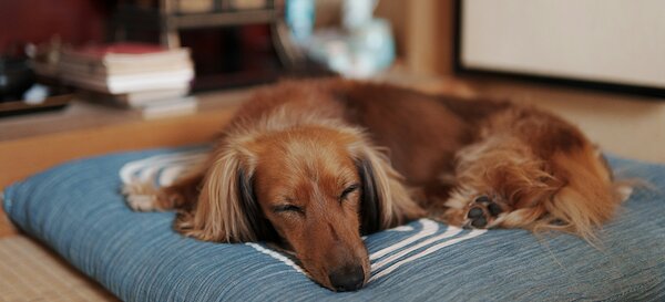 Location de vacances avec chien